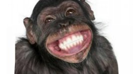 Chimpanzee Smile.jpg