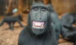 smiling monkey.jpg