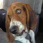 Alley head tilt look at me.jpg