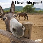 Donkey Lives This Post.jpg