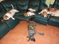 hounds olivers dog family all our.jpg