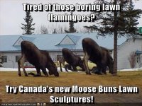 Moose Buns.jpg