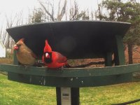 mr red combo ccfliped.jpg