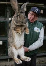 rabbit giant rabbit.jpg