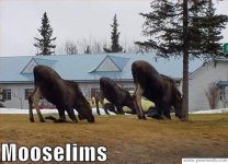 Mooselims.jpg
