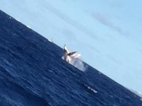 Whales At The Surface.jpg