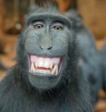 smiling monkey cropped.jpg