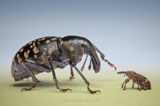 lesser_of_two_weevils_by_Blepharopsis.jpg