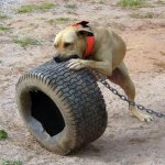 dog_tire.jpg