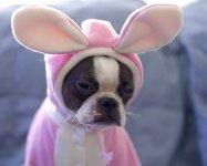 Easter-Animals-With-Rabbit-Ears-7.jpg
