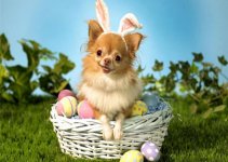dogs-easter-bunny-ears.jpg