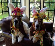 basset easter bonnet boys hounds.jpg