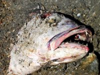 dead-fish-1381829.jpg