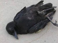 Crow.jpg