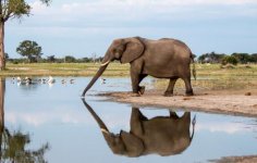 elephant-in-hwange.jpg