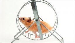 hamster-on-a-wheel.jpg