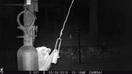 raccoon 2.jpg