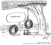 funny-tire-swing-tree.jpg