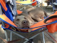 map-napping-in-camp-chair.jpg