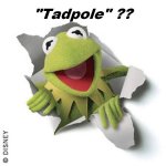 kermit_the_frog.jpg