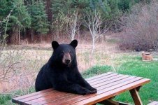 Bear-At-A-Picnic-Table.jpg