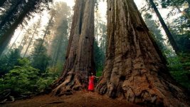Calaveras Big Trees 6.jpg