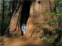 Calaveras Big Trees 5 - Copy.jpg