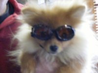 Doggles 005.jpg