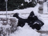 Caught in the snow.jpg