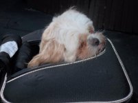 SAM_0376 (500x375).jpg