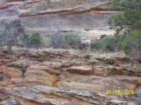 Big Horn Sheep, Zion Nat Park, UT-16 Jan 2018 (2).jpg