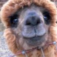 alpacaguy