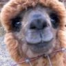 alpacaguy