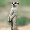 meerkat