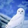 snowyowl