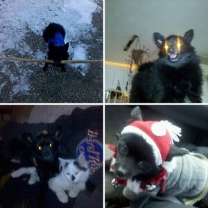 Spyders, dogs, cats & chinchillas ...... OH MY!!!