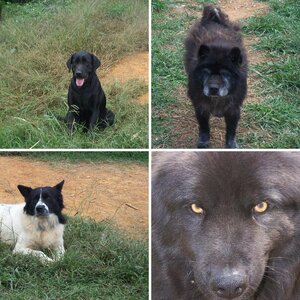 Our Dogs!!!!