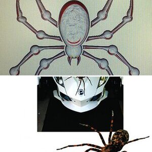 Real Wolf Spider decal cut out image