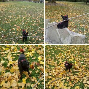 Teddy at the Park-FALL 2012