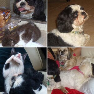 Janice ... The love of my life. Baboo and her kitten Cooper