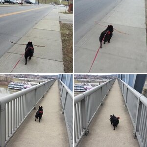 Walking over the river with Teddy 3/3/2013