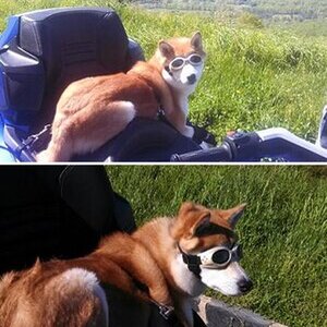 Uther, The riding Shiba Inu!