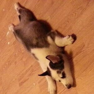 2014 Indian Chieftain