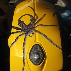 LEFT RIGHT FENDER - Graphic Kit 1 - www.autotrimdesign.com