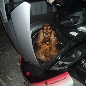 my dog in "something" like a sidecar