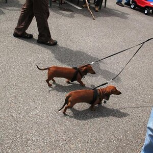 twin weiners