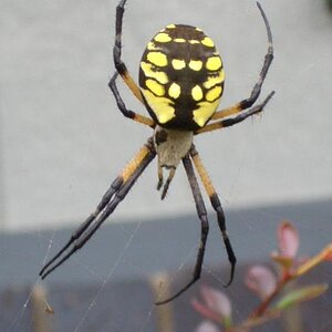 Another spyder at my house...