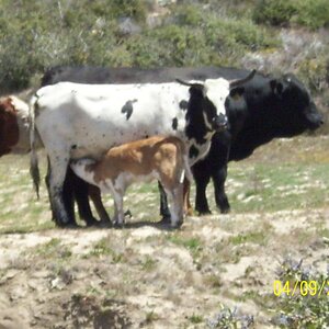 Motherhood, Manzanita, CA