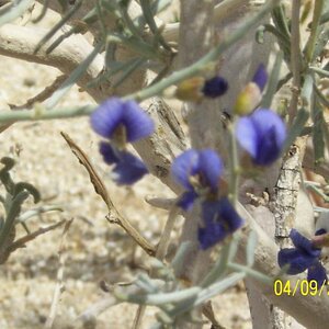 Desert Wildflower, San Diego  S-2