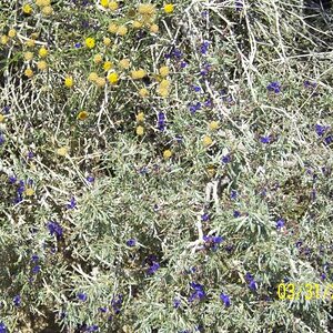 Desert Wildflower, San Diego  S-2